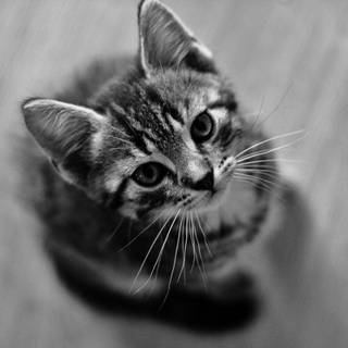 Black and white cat wallpaper