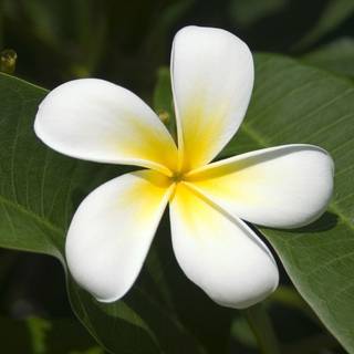 Frangipani wallpaper