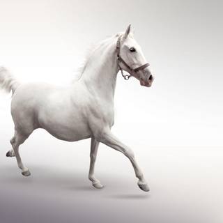 Horse wallpaper desktop