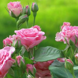 Wallpapers of flowers