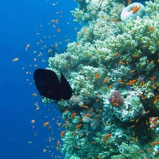 Coral reef wallpaper