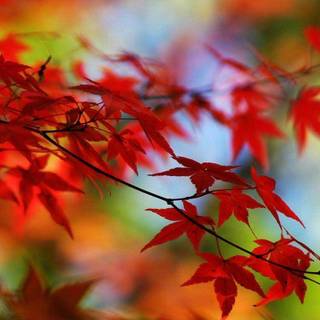 Free wallpaper laptop