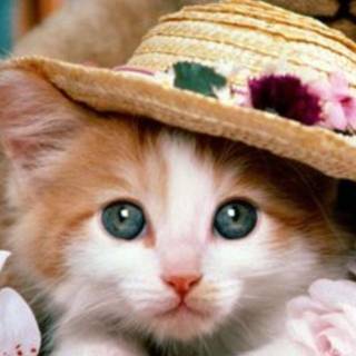 Free desktop wallpaper dogs