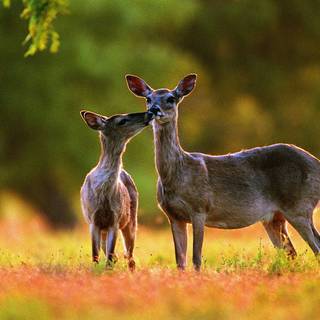 Deer desktop wallpaper