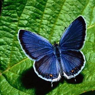 Images of butterfly