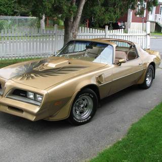 Pictures of trans ams