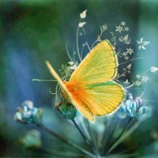 Wallpaper for your computer