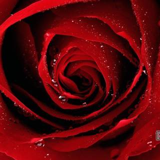 Wallpaper rose red