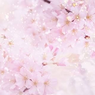 Cherry blossom backgrounds