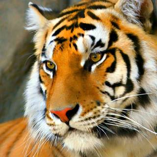 Tiger face wallpaper