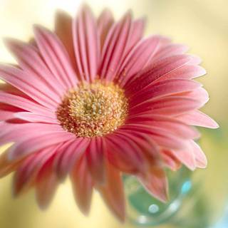 Flower images wallpaper