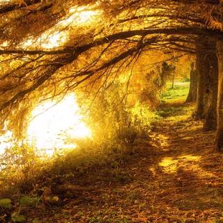 Beautiful autumn wallpaper