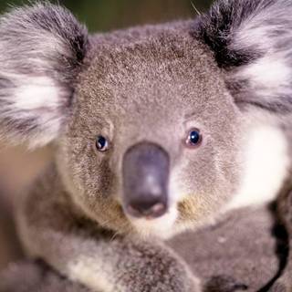 Koala bear wallpaper