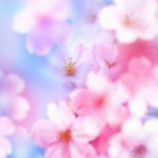 Sakura flower wallpaper