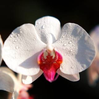 Orchid wallpaper