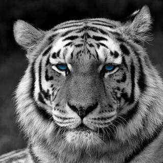 Picture of white tiger