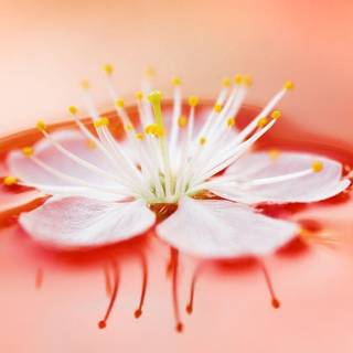 Free flower desktop wallpaper