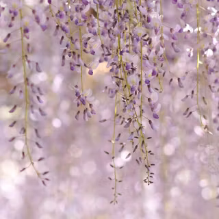 Wisteria wallpaper