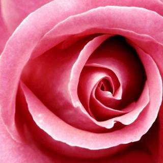 Images of roses free download