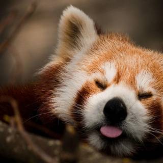 Red panda background