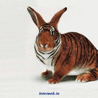 Funny computer wallpaper