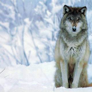 Cool pics of wolfs