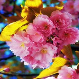 Spring background pictures for desktop