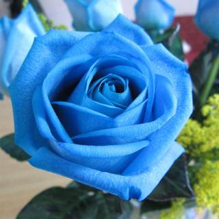 Blue rose photo