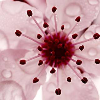 Cherry blossom wallpaper