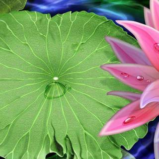 Lotus flower background