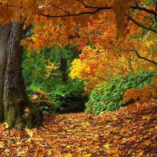 Free nature backgrounds