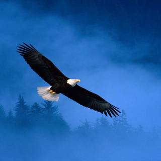 Bald eagle desktop wallpaper