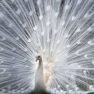 Beautiful wallpaper free