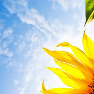 Sunflower desktop wallpaper free