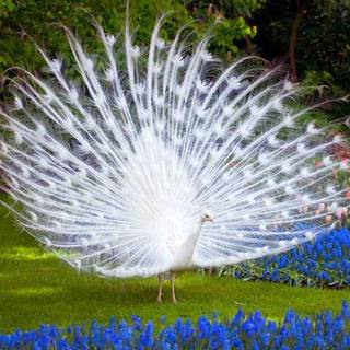 White peacock wallpaper