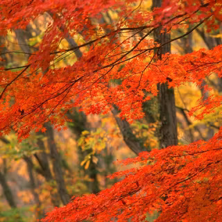 Fall leaves wallpaper free