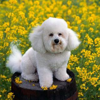 Wallpaper with animals