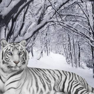 Snow leopard HD wallpaper
