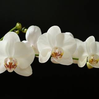 Orchid wallpaper