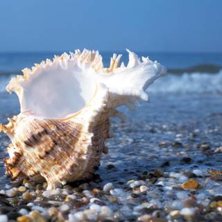Sea shells wallpaper
