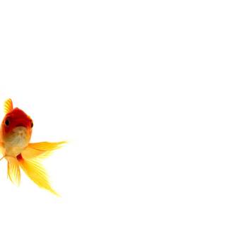 Goldfish wallpaper