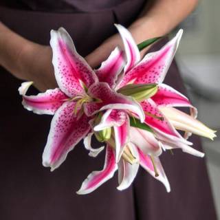 Stargazer lily wallpaper