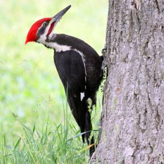 Woodpecker wallpaper