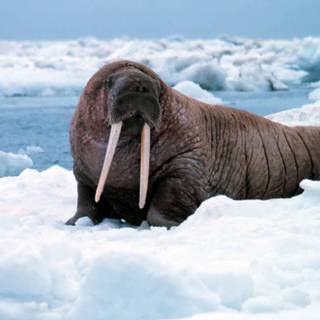 Walrus wallpaper