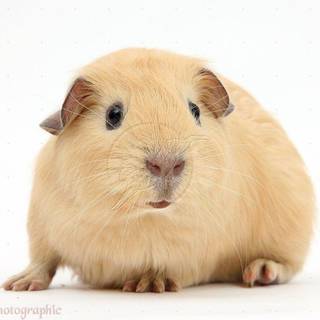 Guinea pig images