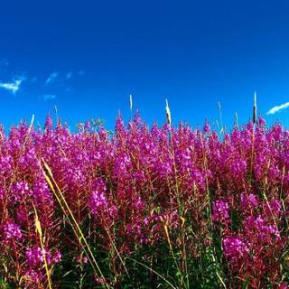 Summer flowers wallpaper