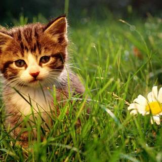Cute kitten desktop wallpaper