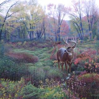 Whitetail backgrounds