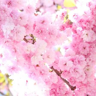 Sakura flower wallpaper