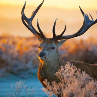 Wild animals wallpaper